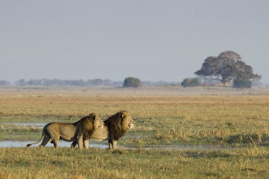 affordable lodge safari 