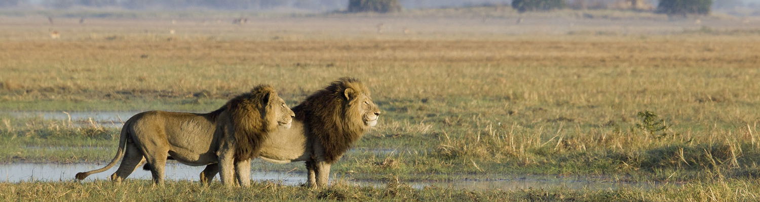 affordable lodge safari 