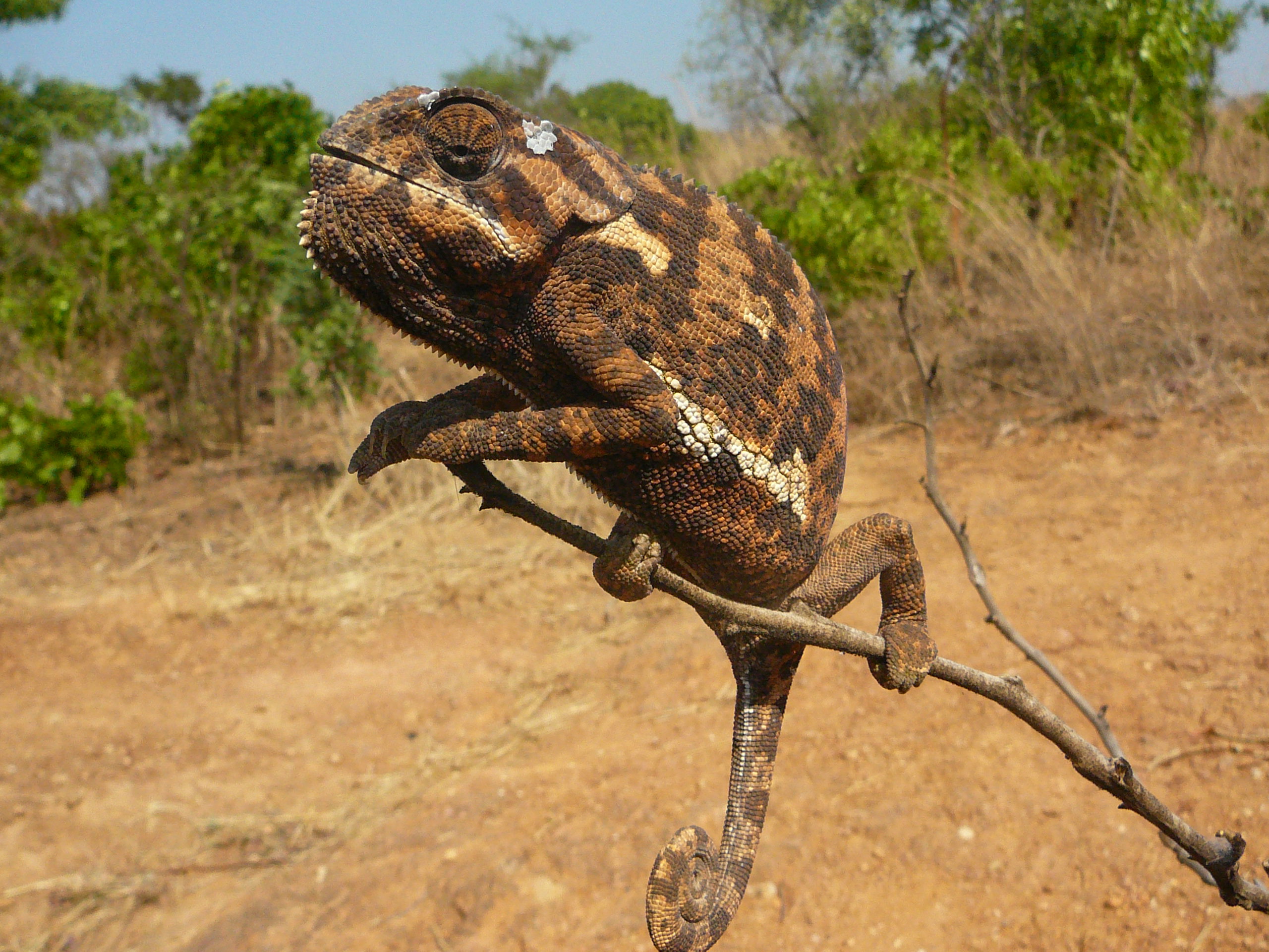 Special interest safaris