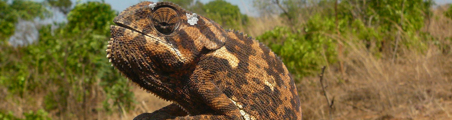 Special interest safaris