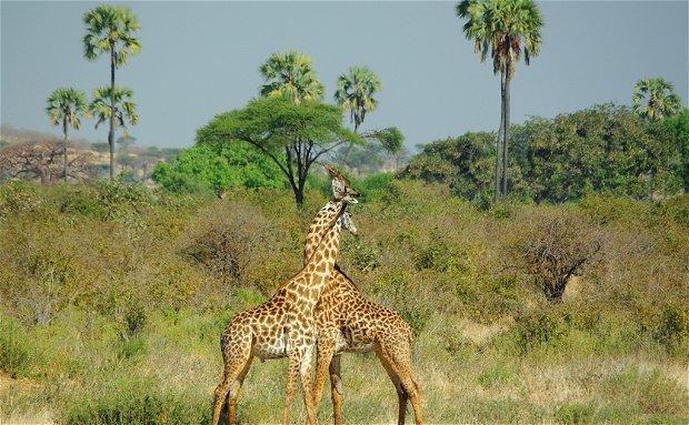 Giraffes Zambia safari