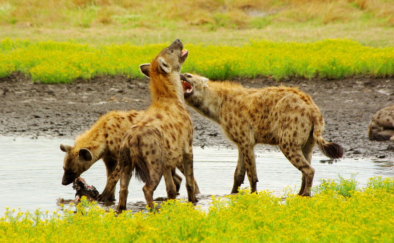 Liuwa Plains Zambia Liuwa Plains Zambia