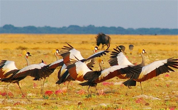 Liuwa National Park Zambia