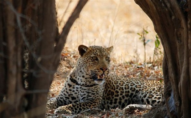 budget safaris zambia budget safaris zambia