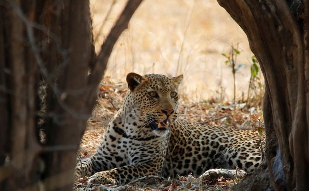 budget safaris zambia budget safaris zambia