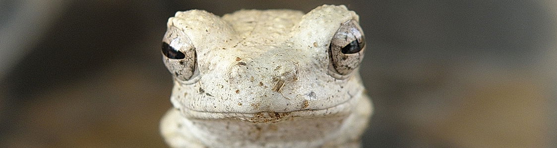 Foamnest Frog in Nsefu sector, South Luangwa National Park, Zambia