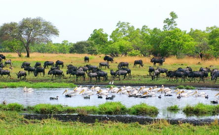 Camping Safari through Kafue - and Liuwa Plains National Park