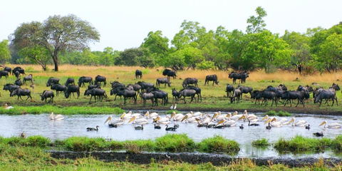 Liuwa Plains National Park Zambia 