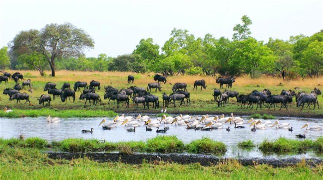 Liuwa Plains National Park Zambia 