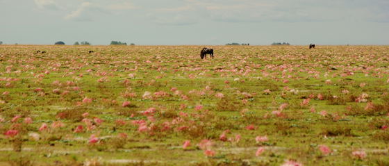 Lone Male Gnu with Brunsvigia flowers on the plains