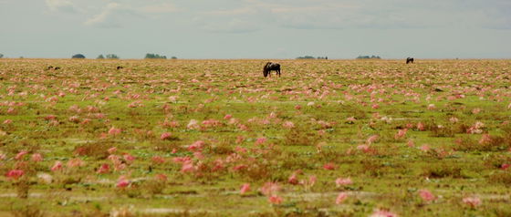 Lone Male Gnu with Brunsvigia flowers on the plains