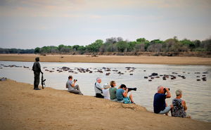 Zambia - Walking Safari with Batmigration in October