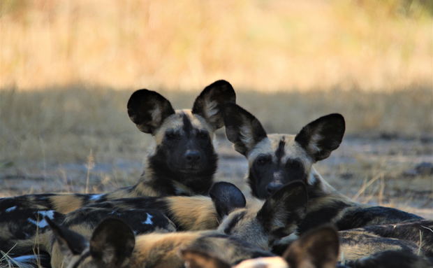 budget safaris zambia budget safaris zambia