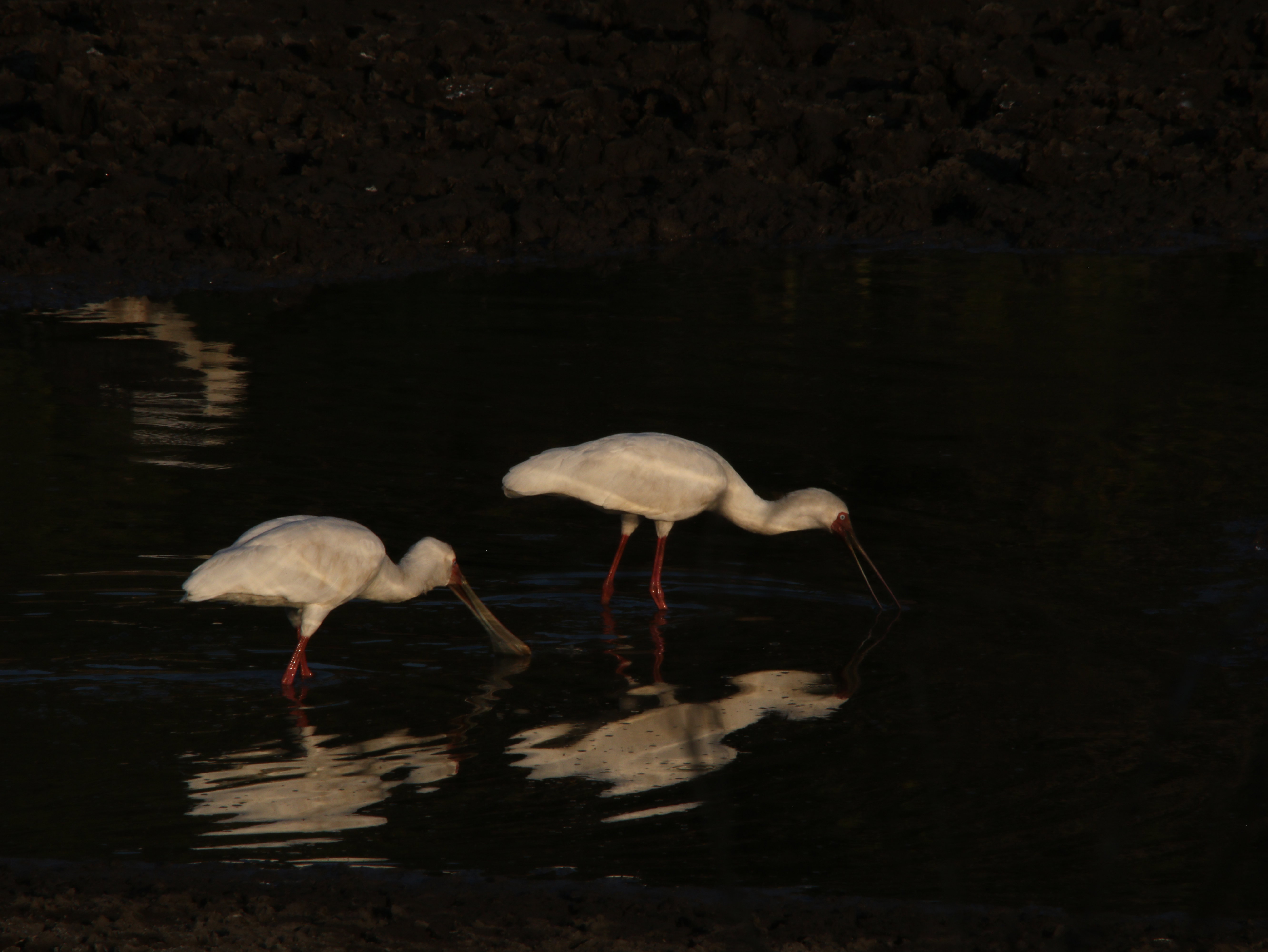 Camping Safaris in Zambia 