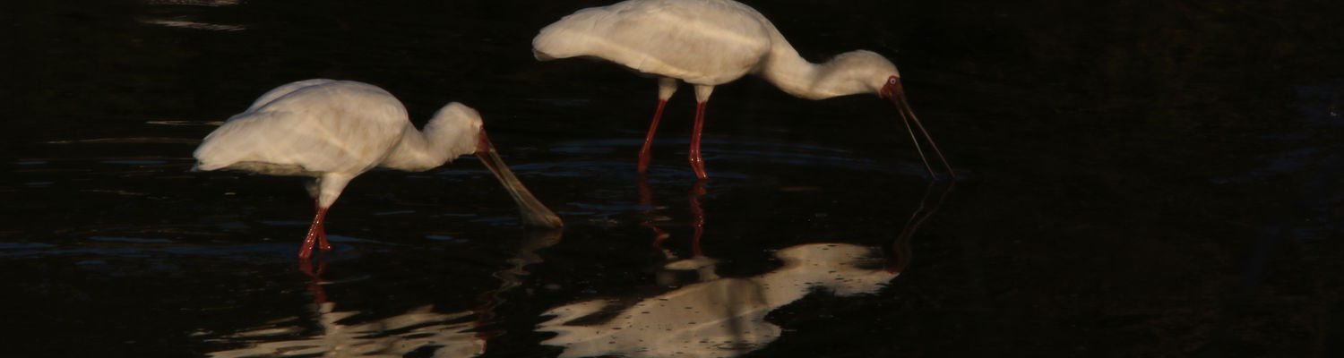 Camping Safaris in Zambia 
