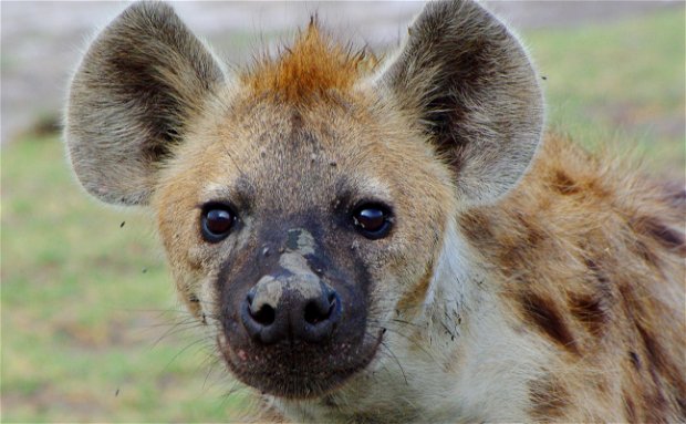 Budget safari Zambia, Liuwa Plains National Park