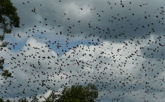 Zambia's Big Migrations