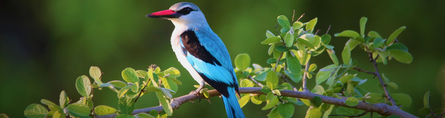 Birding Safaris Zambia