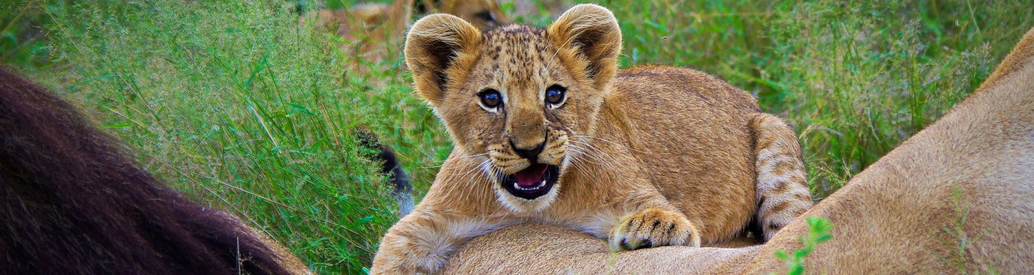 Lion cub growling in South Luangwa National Park, Nsefu Sector, Zambia