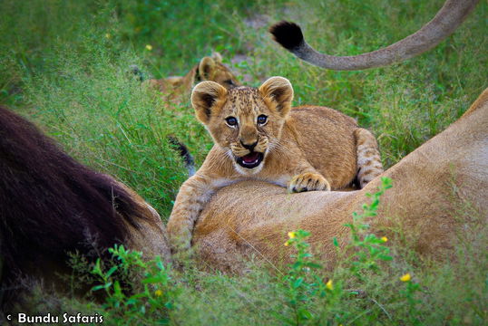 Lion cub growling in South Luangwa National Park, Nsefu Sector, Zambia