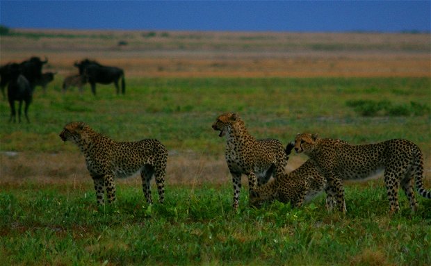 Liuwa Cheetah hunting