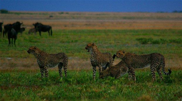 Liuwa Cheetah hunting