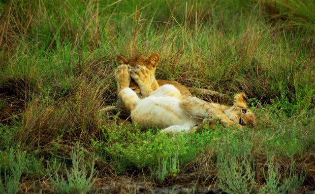 camping safari Liuwa Plains 