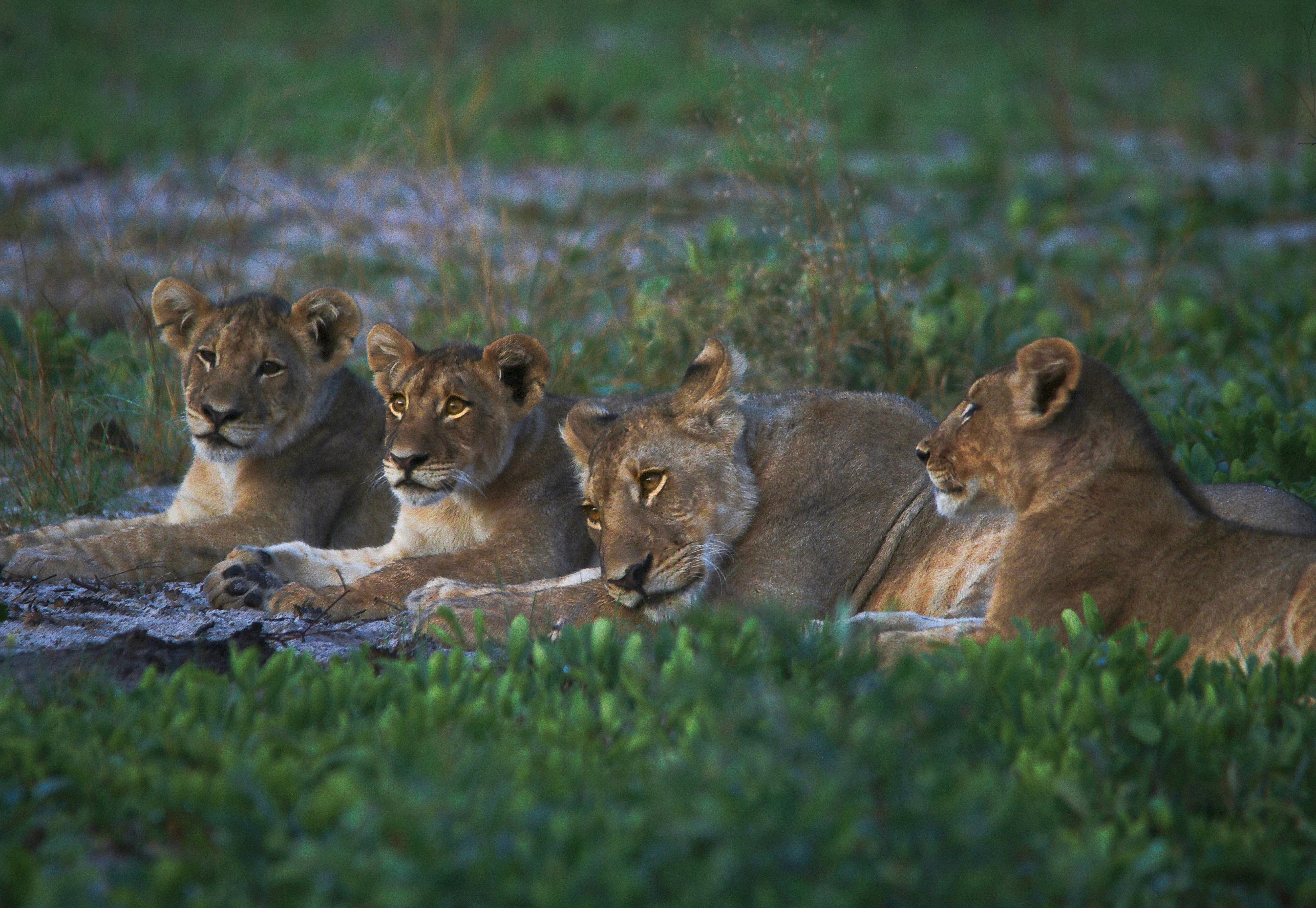 lion family Liuwa Plains