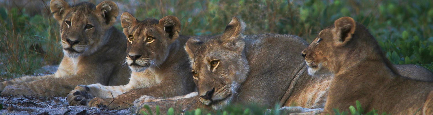 lion family Liuwa Plains