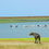 Liuwa Safari