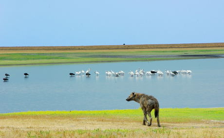 Liuwa Plains are dotted with water pools, attracting water birds and animals alike