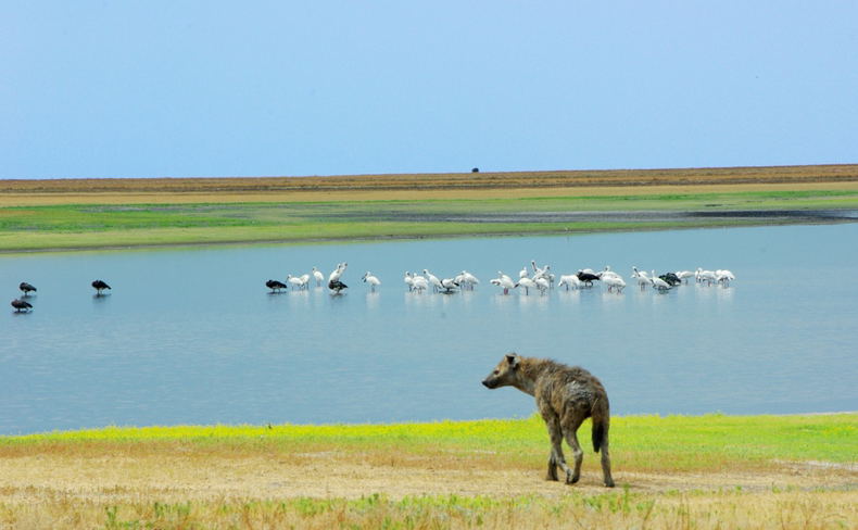 Liuwa Plains are dotted with water pools, attracting water birds and animals alike
