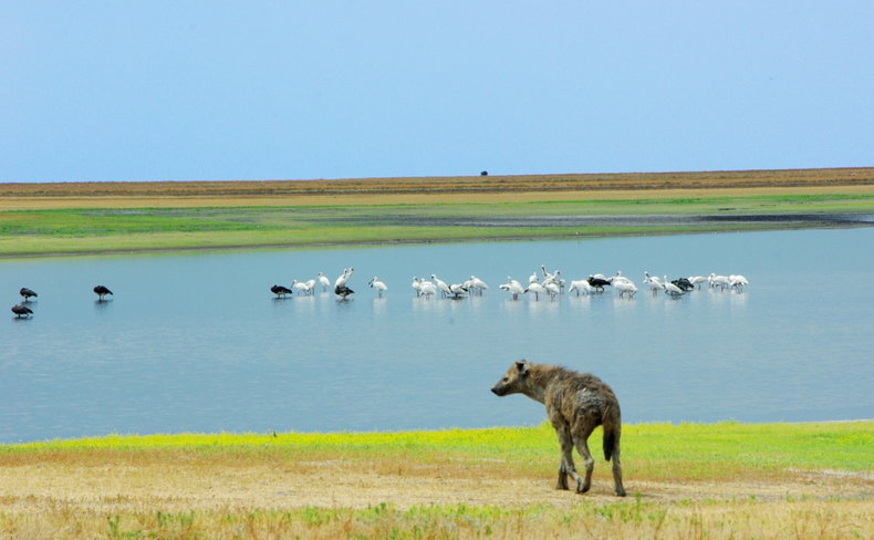 Liuwa Plains are dotted with water pools, attracting water birds and animals alike