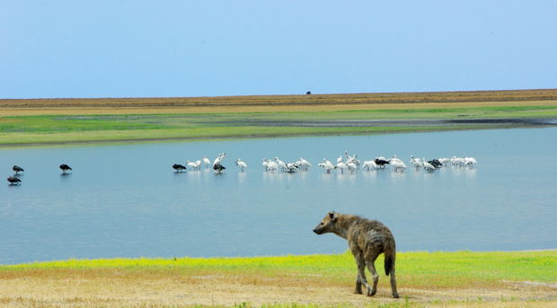 Liuwa Plains camping safari Zambia 