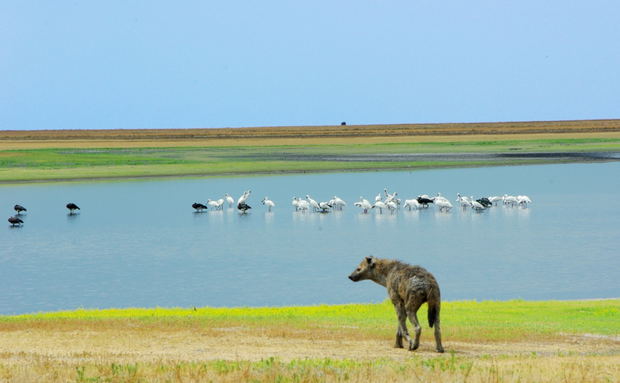 Liuwa Plains are dotted with water pools, attracting water birds and animals alike Liuwa Plains are dotted with water pools, attracting water birds and animals alike