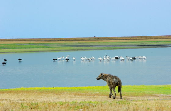 Liuwa Plains are dotted with water pools, attracting water birds and animals alike