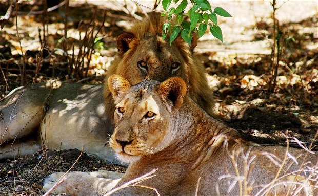 Kafue National Park Safari 