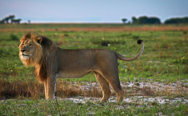 mobile safaris zambia Liuwa