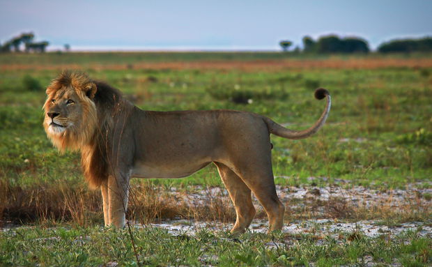 mobile safaris zambia Liuwa