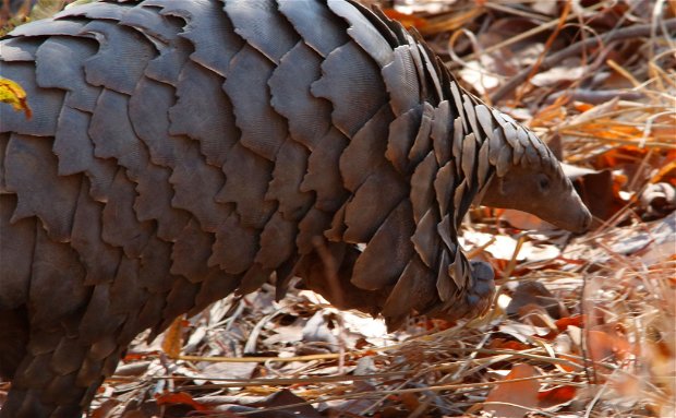 mobile safaris Zambia, pangolin