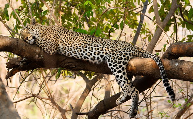 leopard luangwa valley