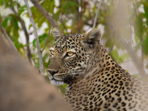 A regular sighting in South Luangwa Park, famous for the high density of leopards A regular sighting in South Luangwa Park, famous for the high density of leopards