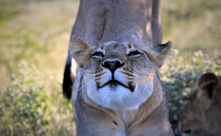 Safari through the Zambezi and Luangwa Valleys 