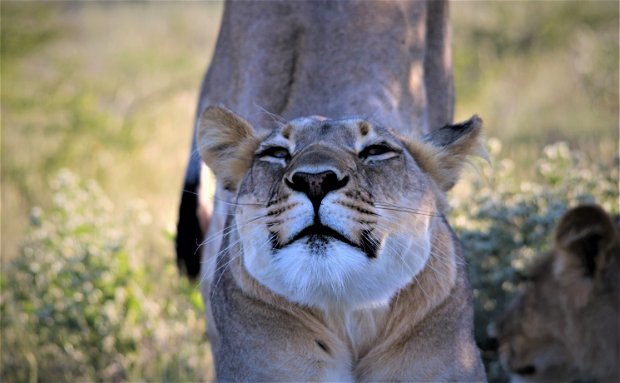 affordable safari in Zambia 