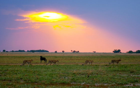 Cheetah lost their prey to Hyena, just minutes before this picture was taken.