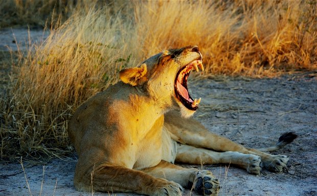 South Luangwa Lion, mobile Safaris Adventure Purists 