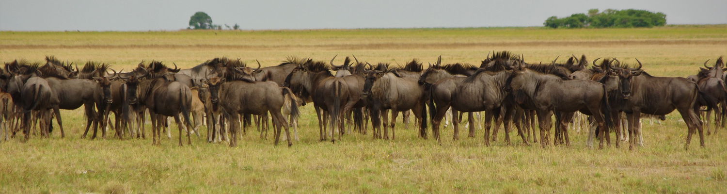 Wildebeest Migration Zambia 