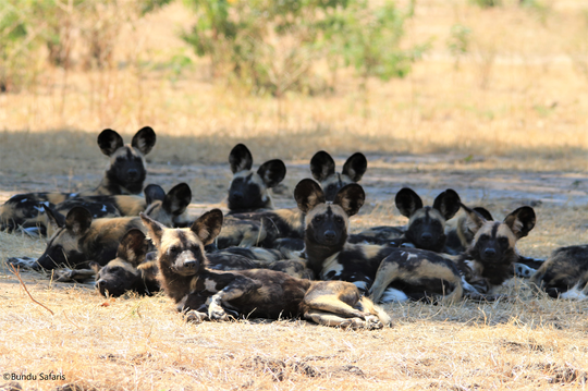 Wilddog Lower Zambezi 