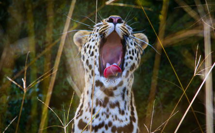 Into the Wild: A Camping Safari Across Kafue