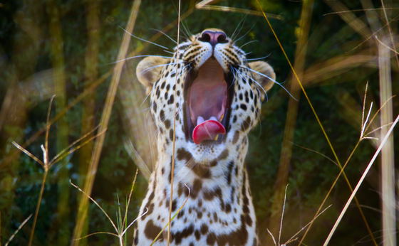 Into the Wild: A Camping Safari Across Kafue